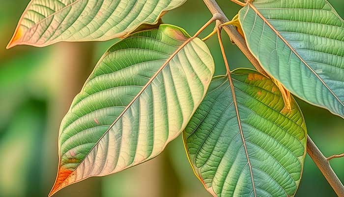 Banaba Leaf Benefits