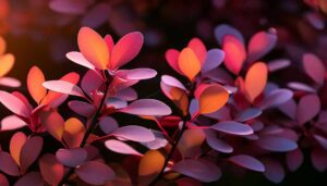 Berberine Benefits